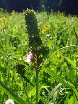 Image of Cusick's checkerbloom