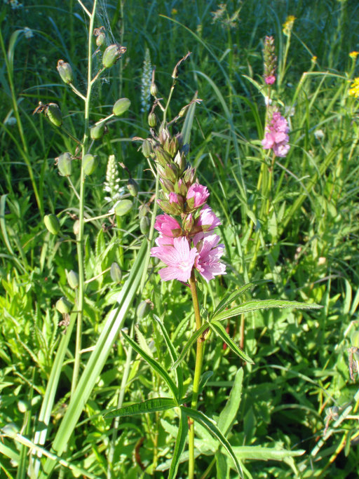 Sidalcea cusickii Piper的圖片