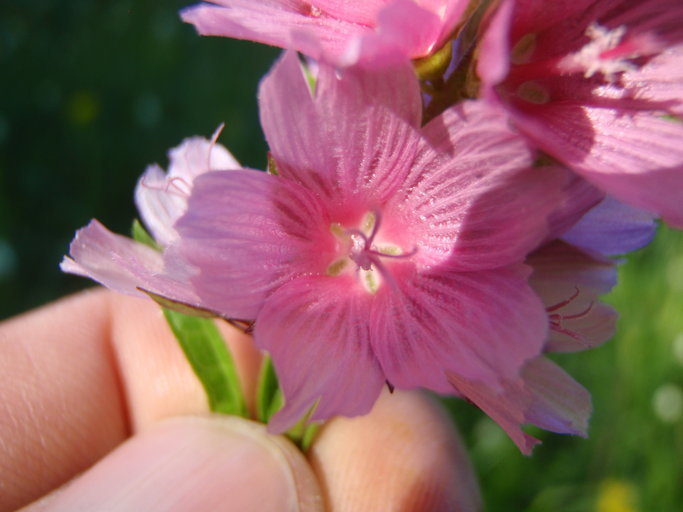 Sidalcea cusickii Piper的圖片