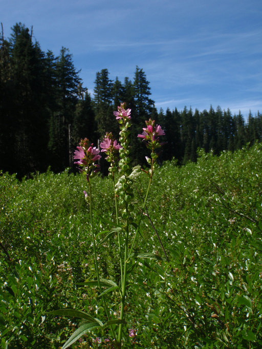 Sidalcea cusickii Piper的圖片