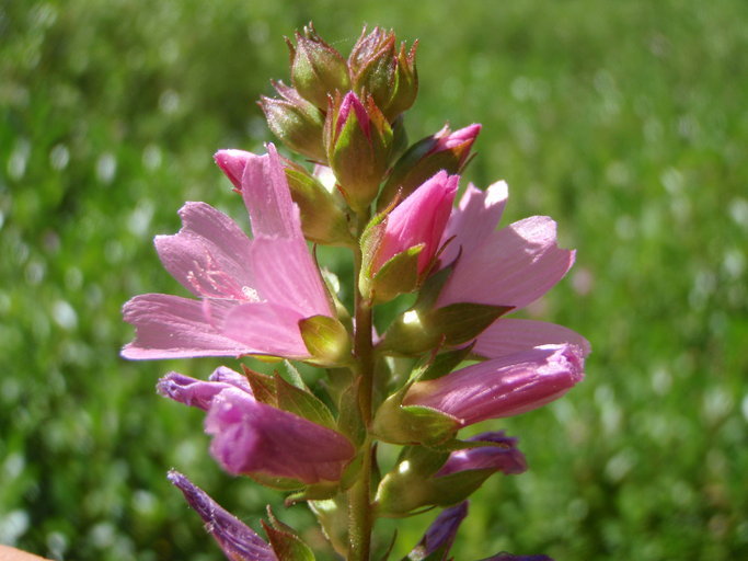 Sidalcea cusickii Piper的圖片