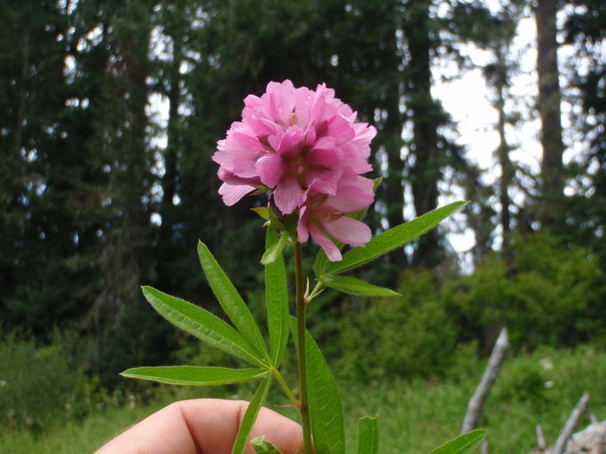 Sidalcea cusickii Piper的圖片