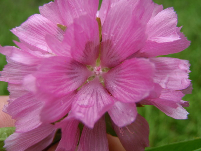 Sidalcea cusickii Piper的圖片