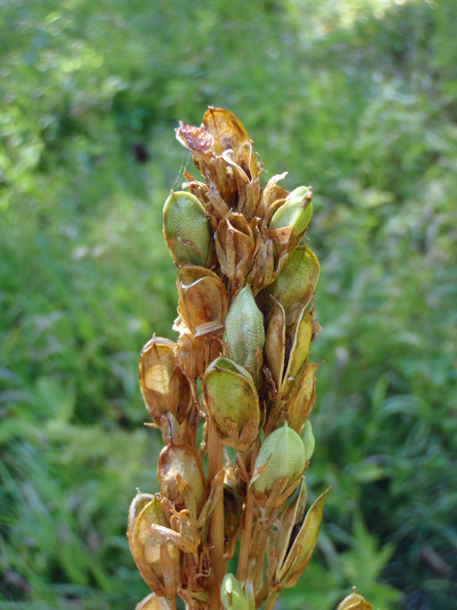 Sidalcea cusickii Piper的圖片