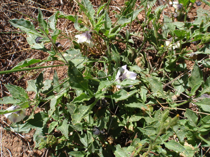 Image of Parish's nightshade