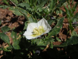 Image of Parish's nightshade