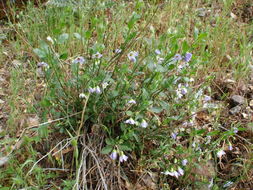 Image of Parish's nightshade