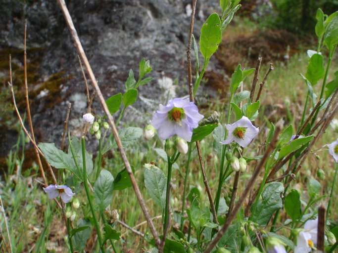 Image of Parish's nightshade