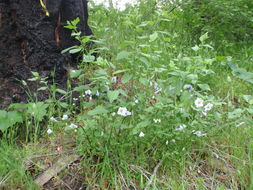 Image of Parish's nightshade