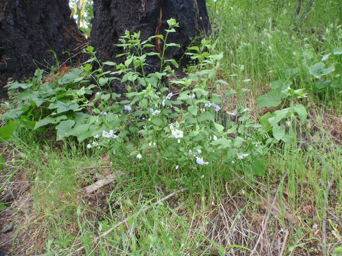 Image of Parish's nightshade