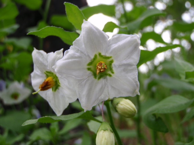 Image of Parish's nightshade