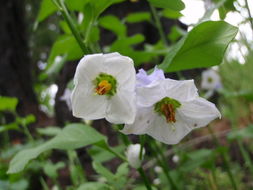 Image of Parish's nightshade