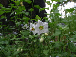 Image of Parish's nightshade