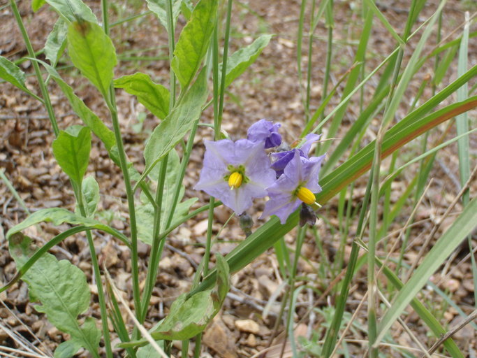 Image of Parish's nightshade