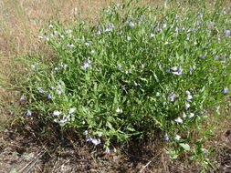 Image of Parish's nightshade