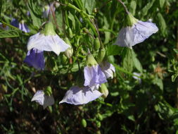 Image of Parish's nightshade