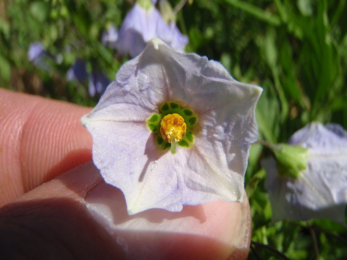 Image of Parish's nightshade