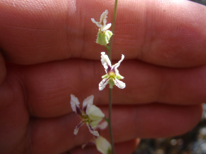 Image of bristly jewelflower