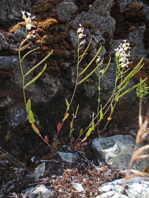 Слика од Streptanthus glandulosus Hook.