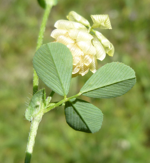 Image of field clover