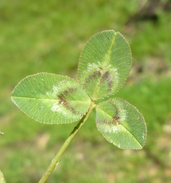 Image of strawberry clover