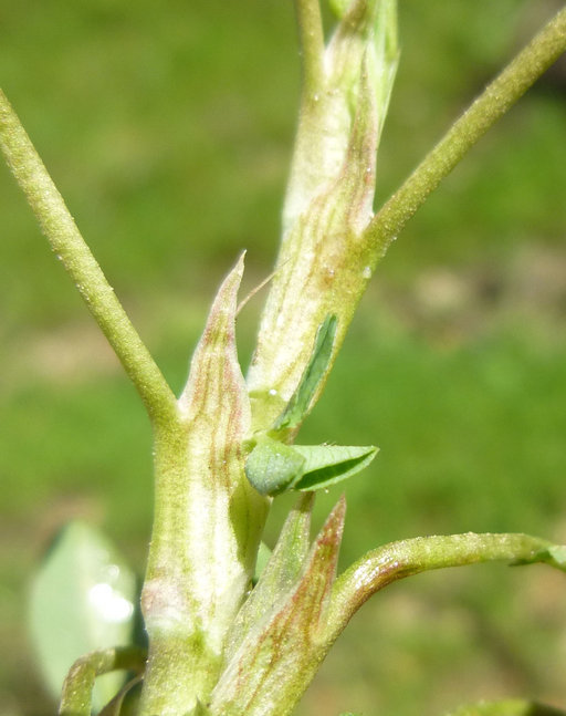 Image of strawberry clover