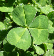 Image of subterranean clover