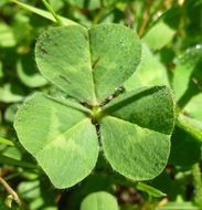 Image of subterranean clover