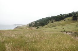 Image of Santa Cruz Island Torrey pine