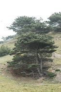 Image of Santa Cruz Island Torrey pine