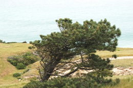 Image of Santa Cruz Island Torrey pine