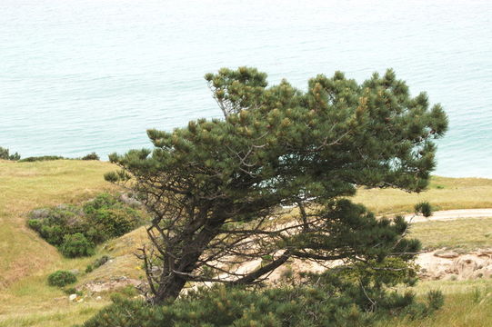 Image of Santa Cruz Island Torrey pine