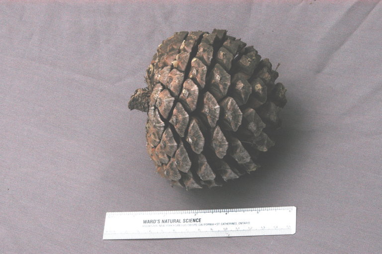 Image of Santa Cruz Island Torrey pine