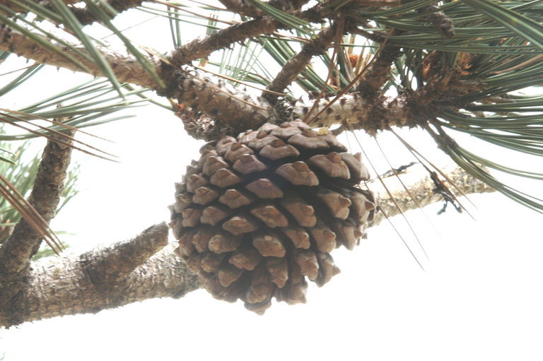 Image of Santa Cruz Island Torrey pine