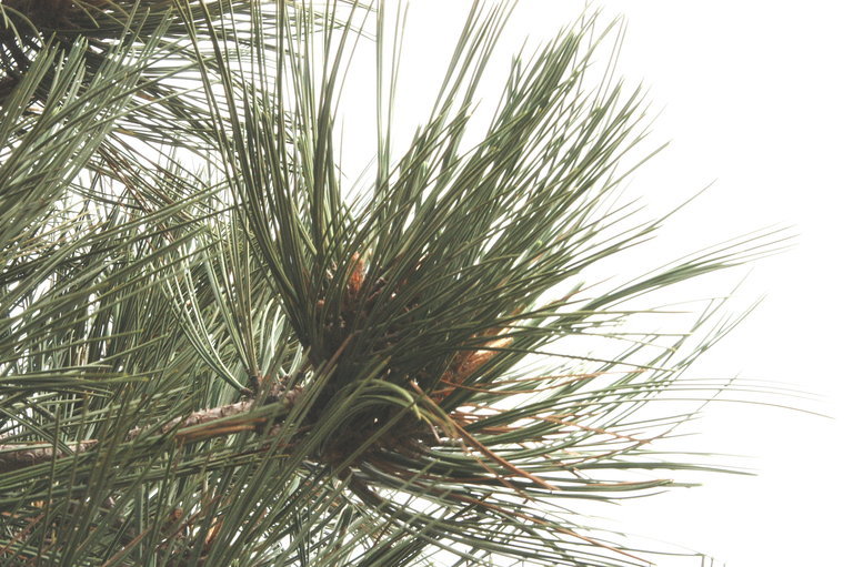 Image of Santa Cruz Island Torrey pine