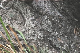 Image of Santa Cruz Island Torrey pine