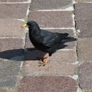 Image of Alpine Chough