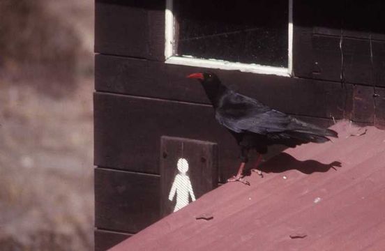 Image of Chough