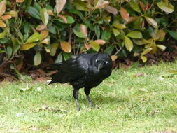 Image of Little Raven