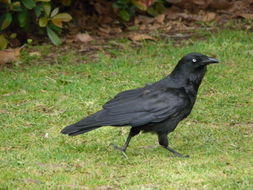 Image of Little Raven