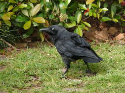 Image of Little Raven