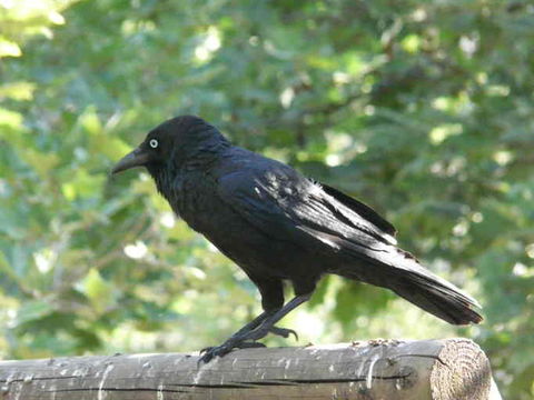 Image of Australian Raven