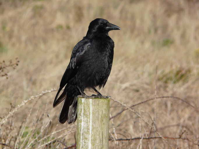 Imagem de Corvus corone corone Linnaeus 1758