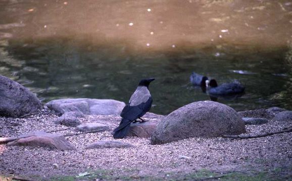 Image of Hooded Crow