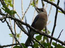 Image of Eurasian Jay