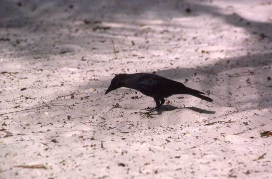 Image of House Crow