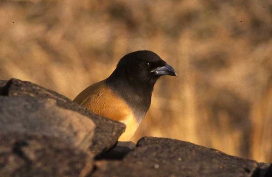 Image of Rufous Treepie