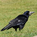 Plancia ëd Corvus frugilegus Linnaeus 1758