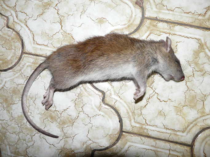 Imagem de Rattus norvegicus (Berkenhout 1769)