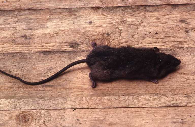 Rattus rattus (Linnaeus 1758) resmi